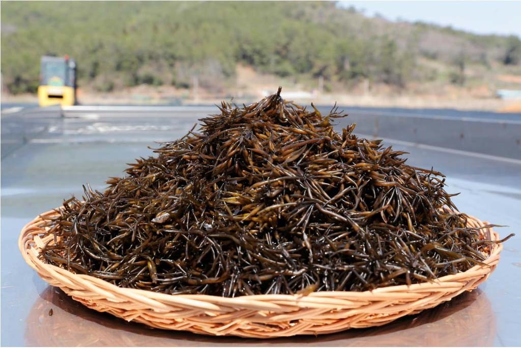 톳 / 완도군 제공