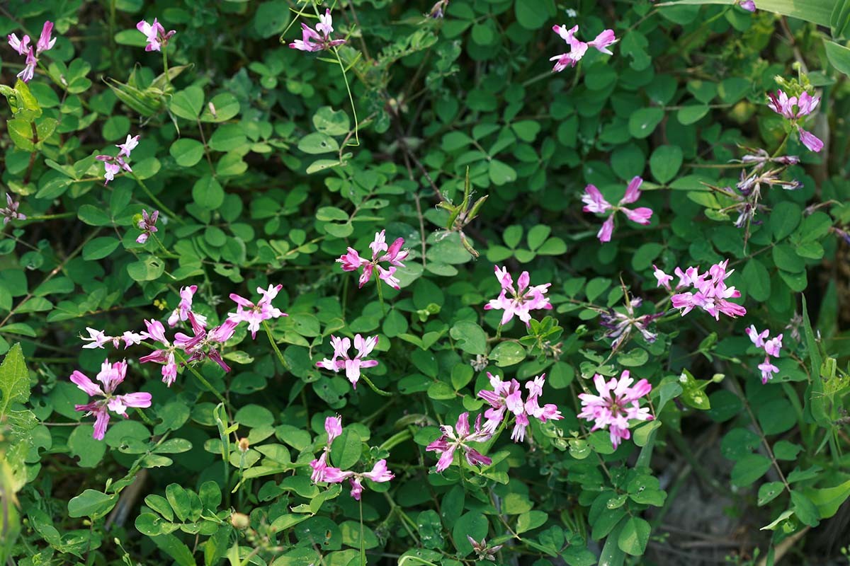 자운영 / 국립생물자원관 한반도의 생물다양성