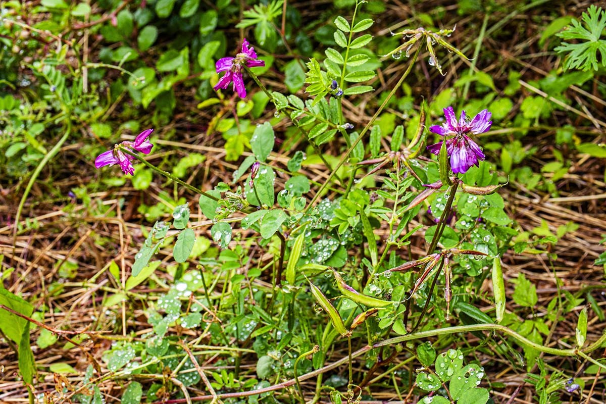 자운영 / 국립생물자원관 한반도의 생물다양성