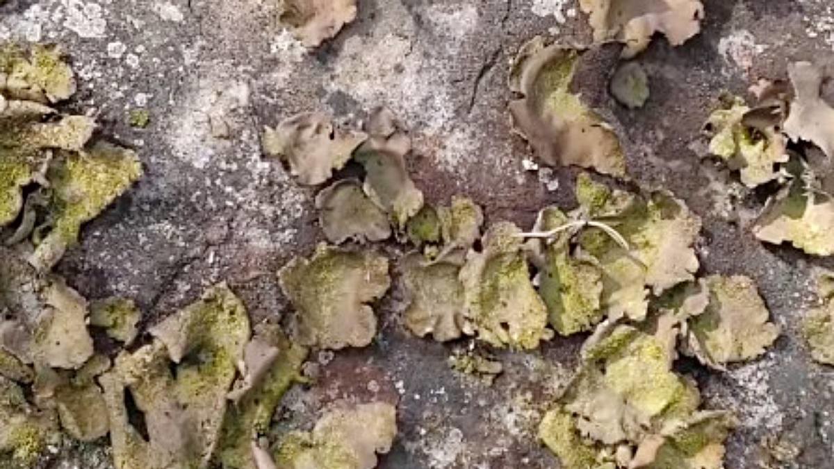 깊은 산속의 바위 표면에 발생하는 지의류(地衣類)의 일종인 석이(버섯). 자료사진. / 유튜브 '양평자연인'
