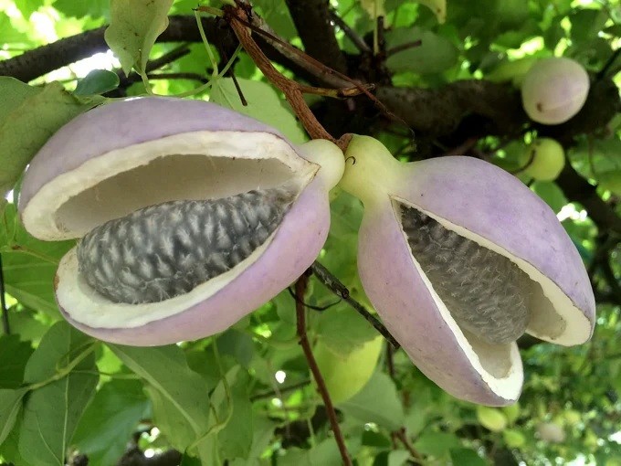 일본 으름 / 일본 나가노현 농업협동조합 홈페이지