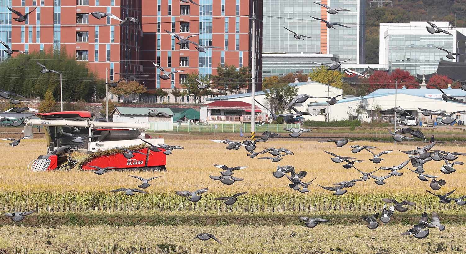 2024년 11월 5일 오후 대구 북구 학정동 들녘에서 콤바인이 추수를 시작하자 주변에 있던 비둘기가 떨어진 나락을 주워 먹기 위해 떼를 지어 날아들고 있다. / 뉴스1