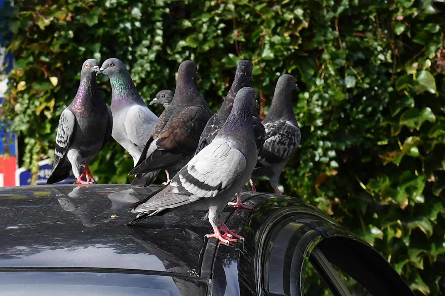 2024년 9월 24일 경북 포항시 북구 장성동에 있는 한 가게 앞에 주차된 승용차 위에서 비둘기들이 앉아 쉬고 있다. / 뉴스1