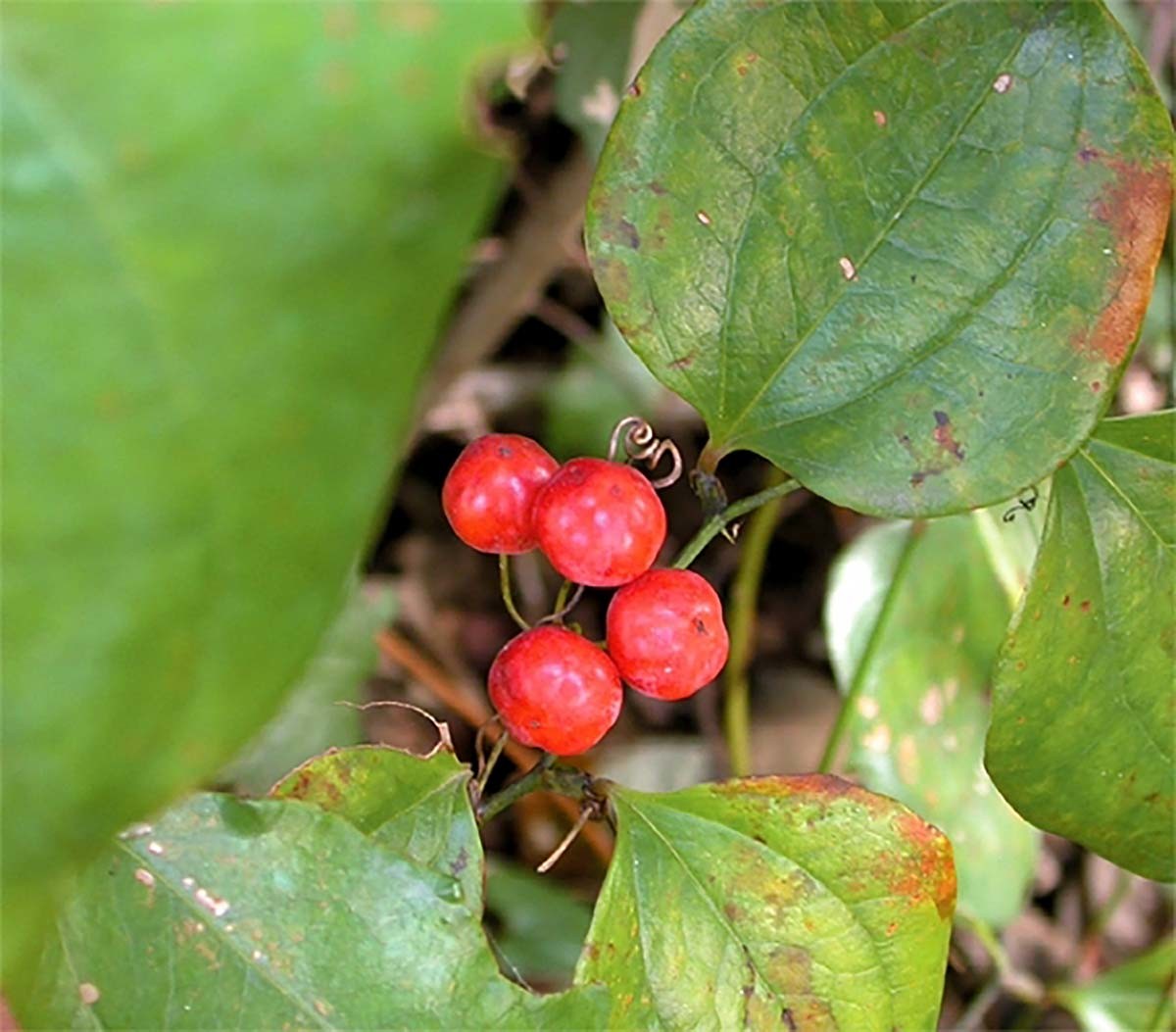 청미래덩굴 / 국립생물자원관 한반도의 생물다양성