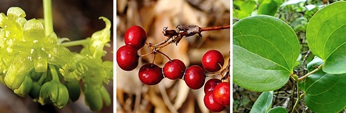 청미래덩굴 / 국립자연휴양림관리소