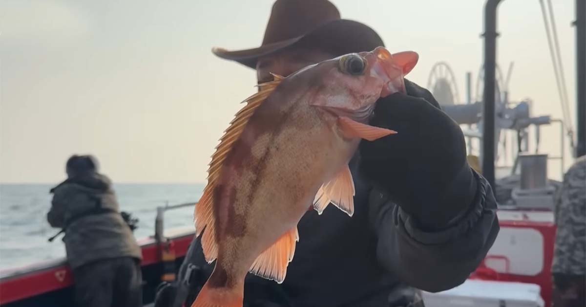 불볼락(열기) /     마초TV 유튜브 영상 캡처