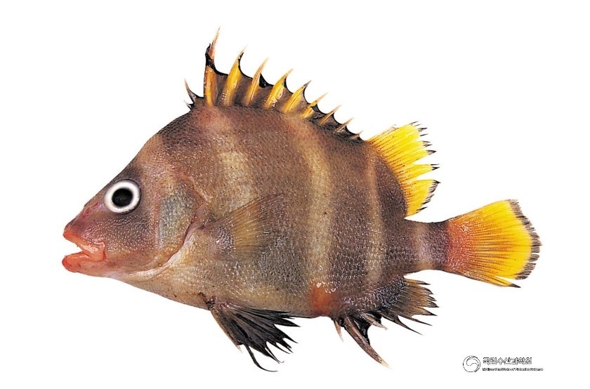 군평선이 / 국립수산과학원 제공