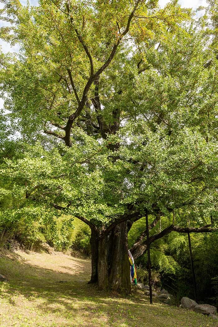 불에 탄 하동군 두양리 은행나무 / 국가유산청 국가유산포털