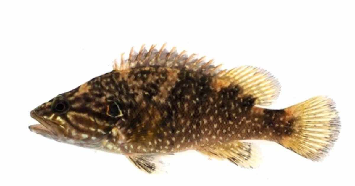 민물고기 꺽지 / 한국농어촌공사 제공