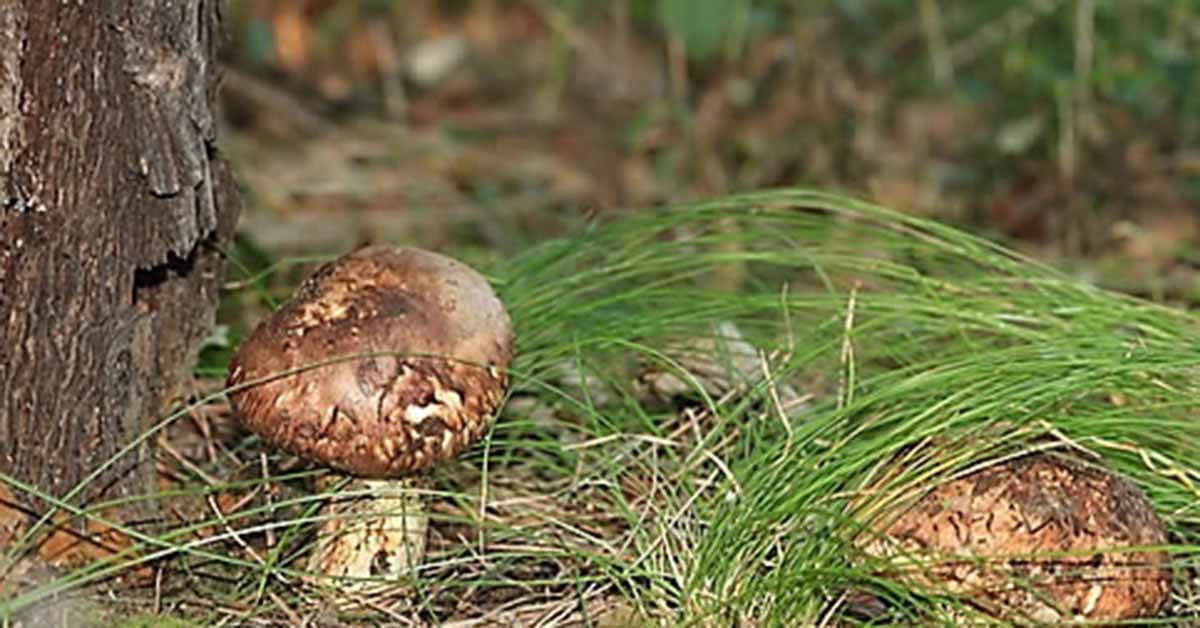 송이버섯 / 연합뉴스