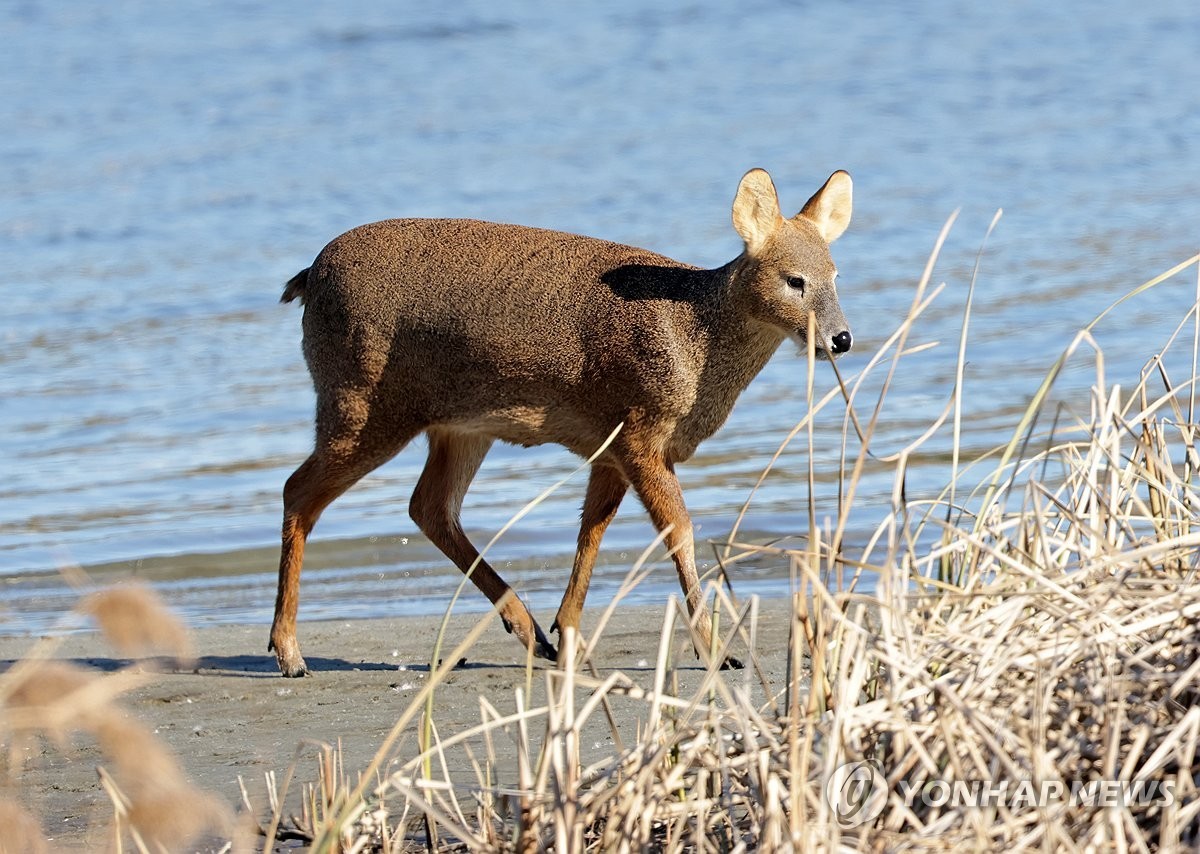 2024년 12월 9일 강원 강릉시 남대천 갈대숲에서 고라니가 여유로운 시간을 보내고 있다. / 연합뉴스