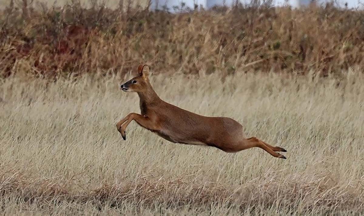 고라니 / 연합뉴스
