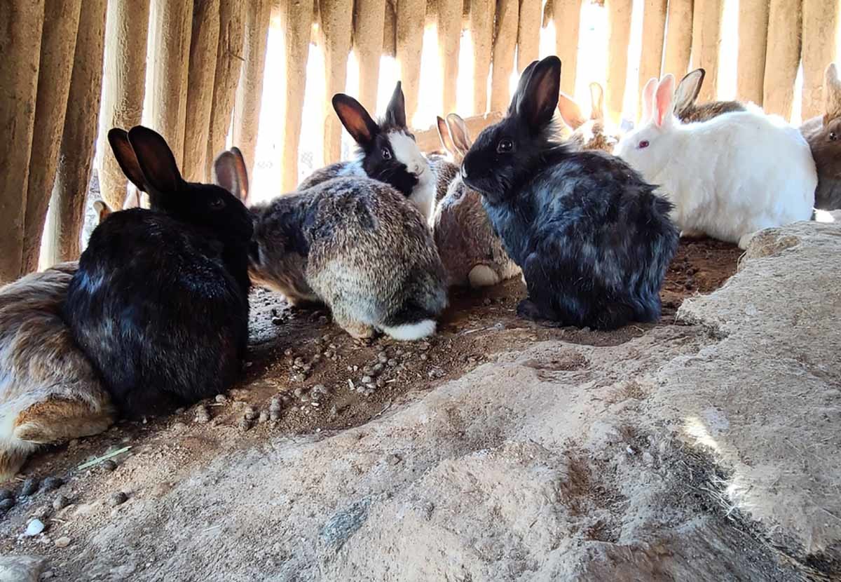 토끼 / 연합뉴스