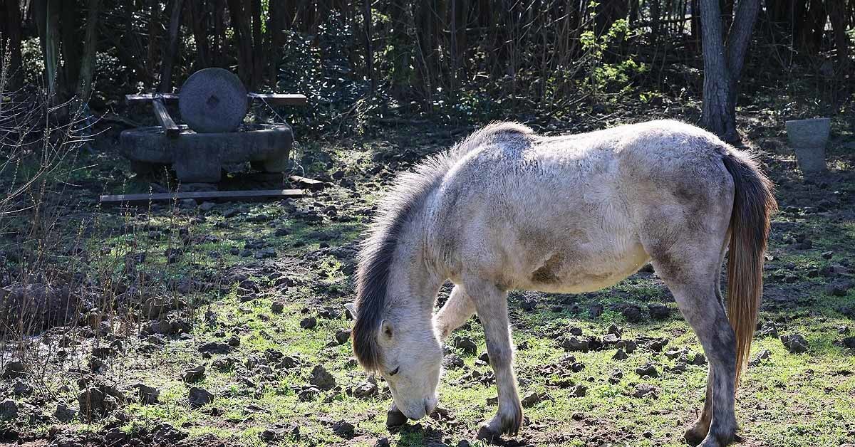 제주시 한경면 저지리 곶자왈에서 제주마가 휴식하고 있다. / 연합뉴스
