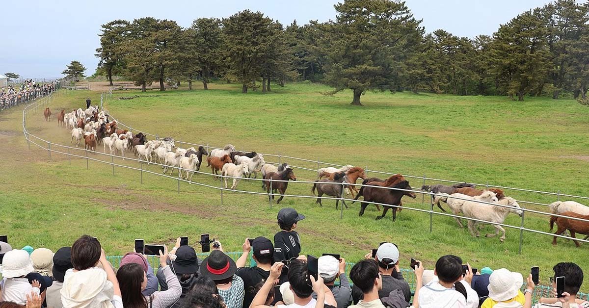 제주마 / 연합뉴스