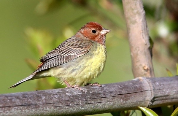 경작지에서 우점종으로 관찰되는 ‘꼬까참새’