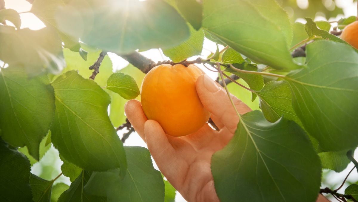 살구 자료 사진. / zoyas2222-shutterstock.com