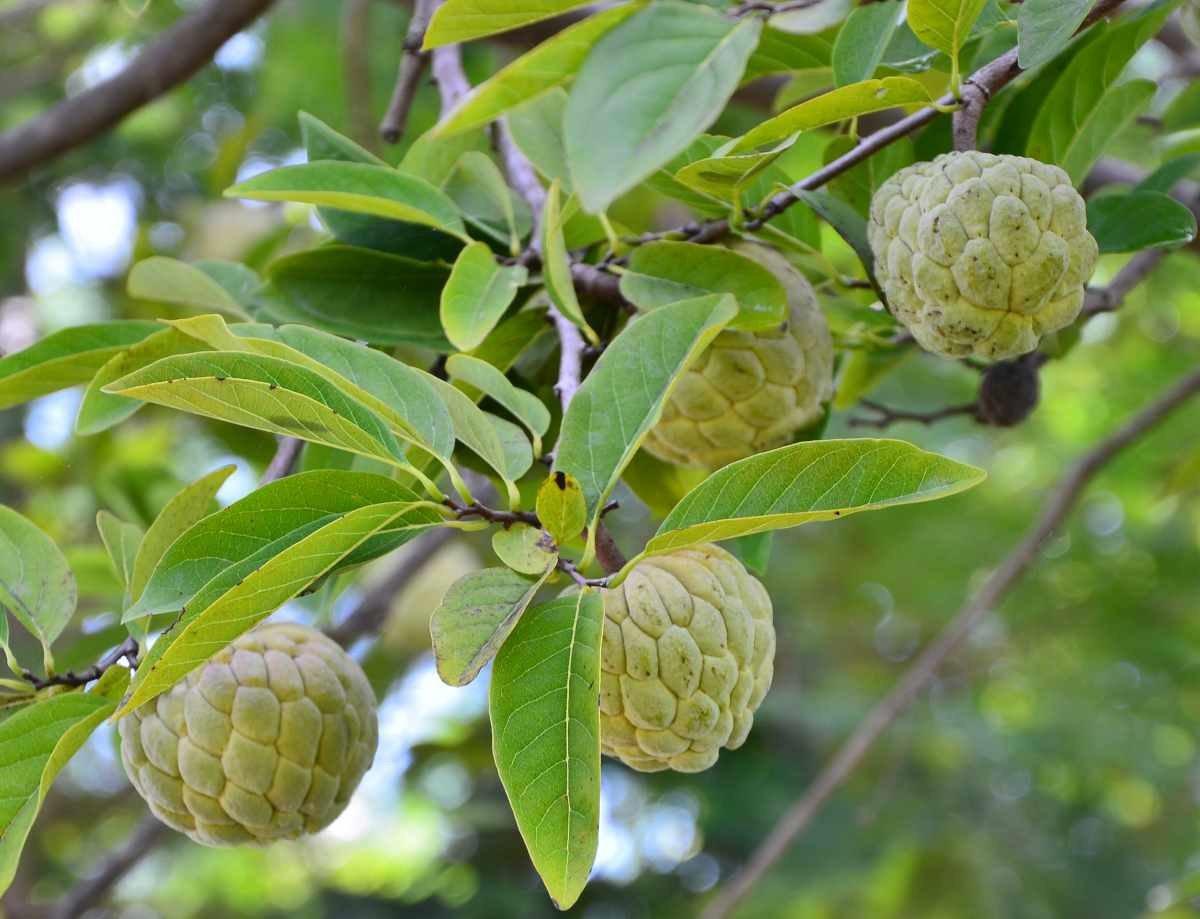 자료사진. / tea maeklong-shutterstock.com