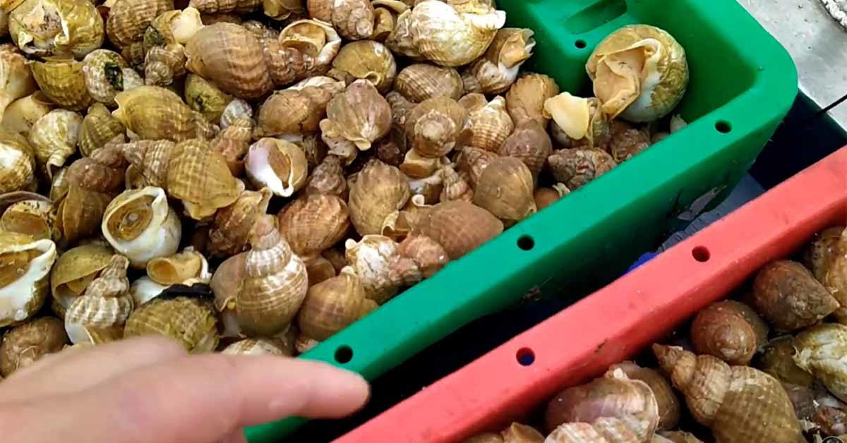 아일랜드 어민이 잡은 골뱅이. / 'Captain Andrian' 유튜브