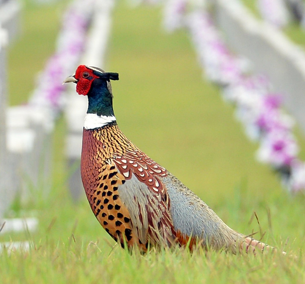 꿩 모습. 기사 이해를 돕기 위한 자료 사진. 꿩고기의 맛은 닭고기와 크게 다르지 않다. 지방이 거의 없고 단백질 함량이 높은 편이다. / 뉴스1