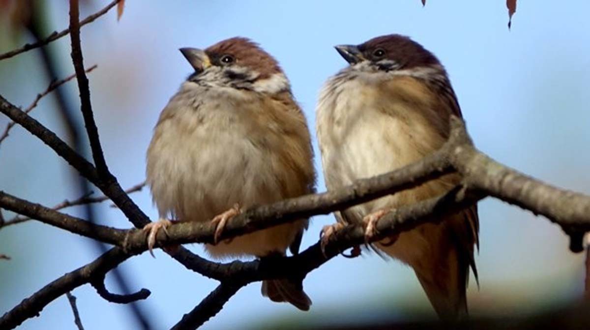 참새 / 연합뉴스