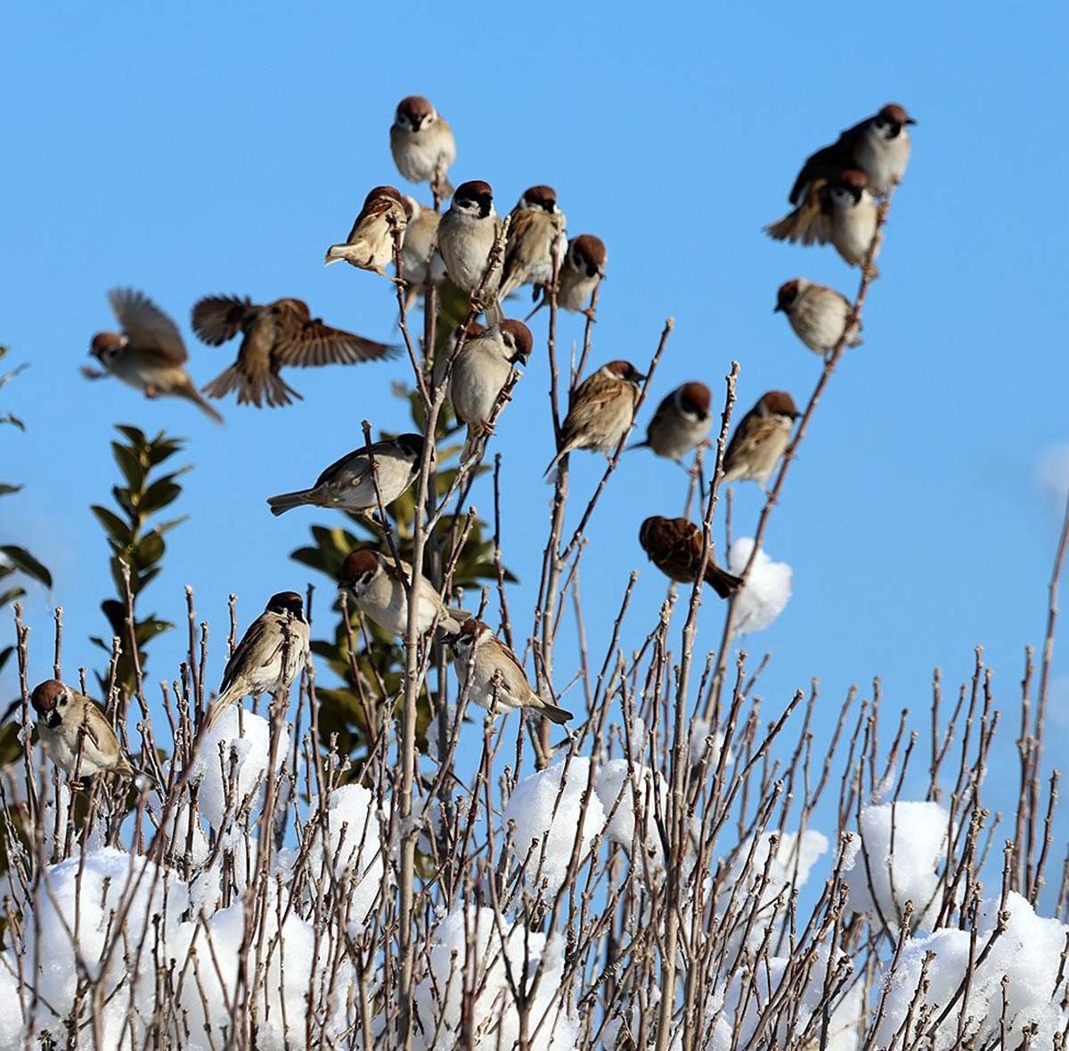 참새 / 연합뉴스