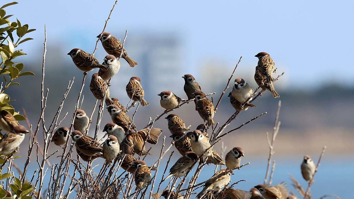 참새 / 연합뉴스