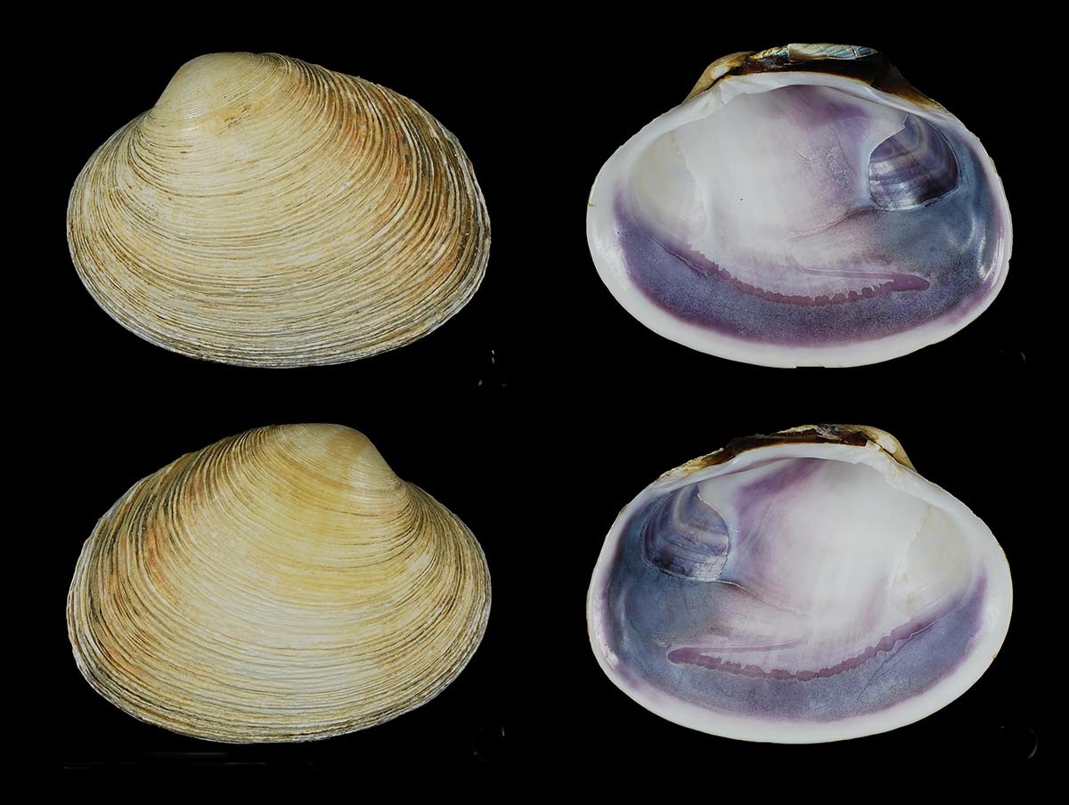 개조개 / 국립생물자원관 ‘한반도의 생물다양성’