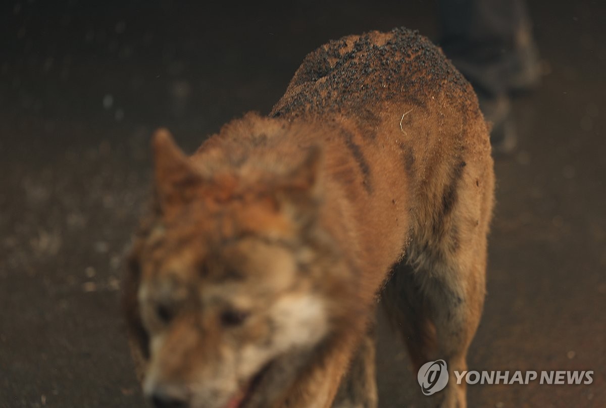경북 의성군 산불 발생 나흘째인 지난 25일 의성군 단촌면 하화1리에 산불 불씨로 인한 화재가 발생한 가운데 주인이 풀어놓은 개가 그을린 채 배회하고 있다. / 연합뉴스