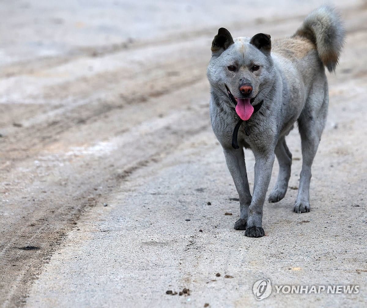 지난 27일 경북 안동시 남선면 이천리의 한 고물상 앞에 화재로 인한 재가 묻어 검게 변한 백구가 서 있다. / 연합뉴스