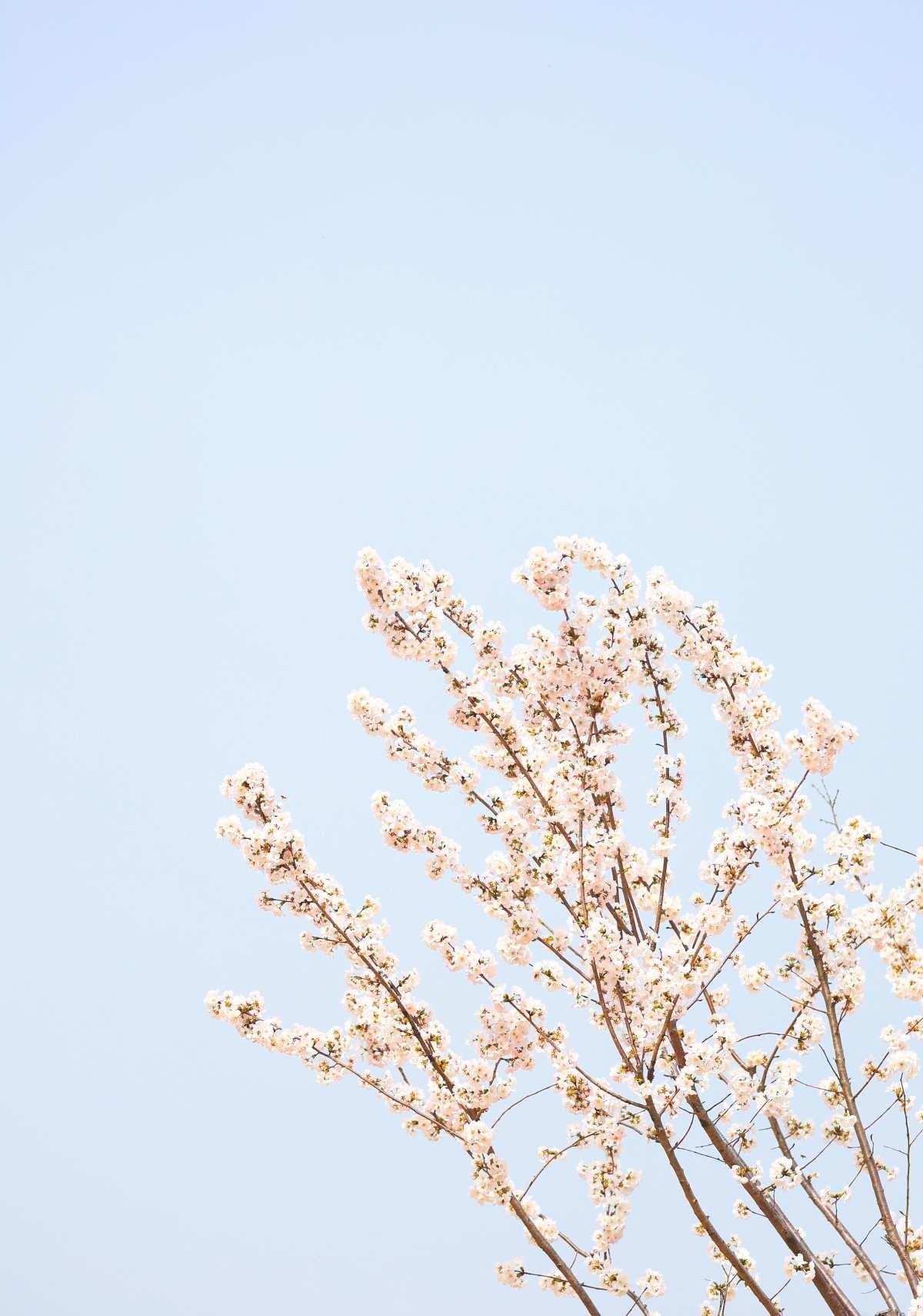 벚꽃. 자료사진. / 구례군 제공