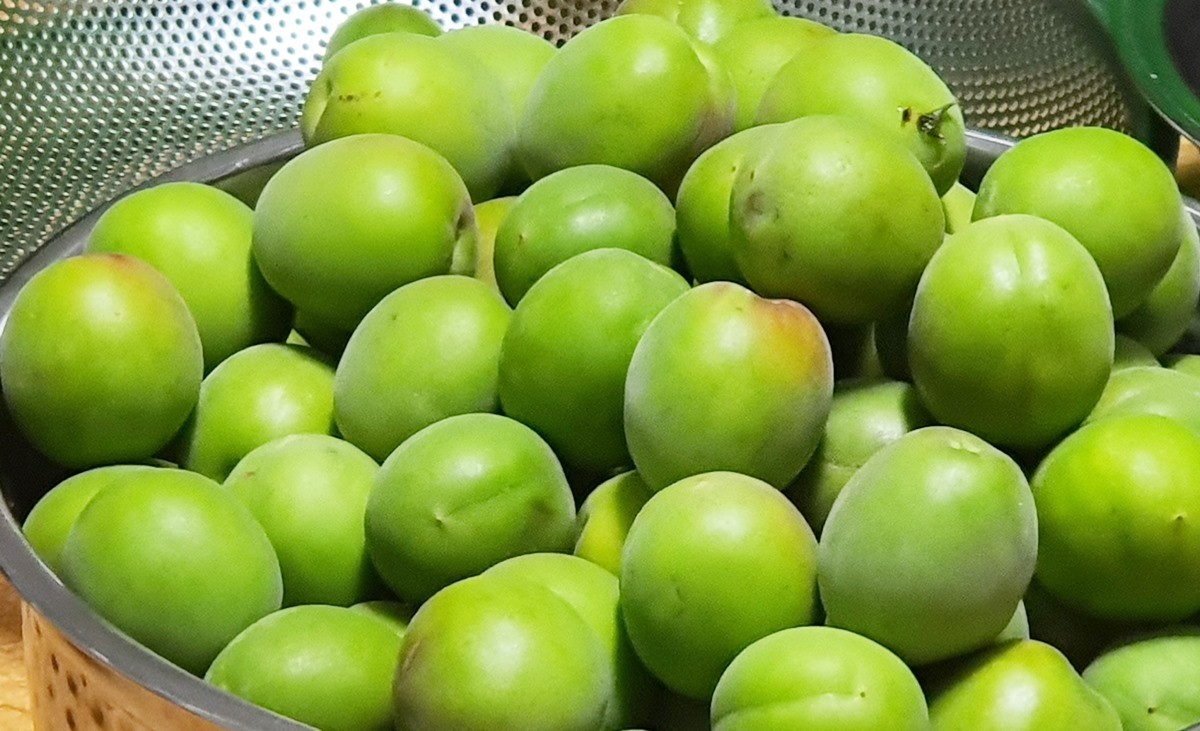 동양의 올리브로 불리는 과일 매실. 동양의 올리브로 불리는 과일 매실을 먹을 때는 주의해야 할 점이 있다. 반드시 매실에 있는 씨를 제거하고 먹어야 한다. 매실의 씨에는 독성 물질이 있기 때문이다. 의외로 이런 사실을 모르는 사람이 적지 않다. / 연합뉴스