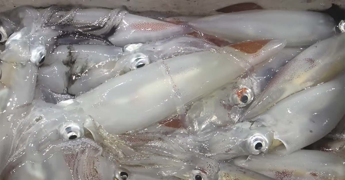 총알한치(한치 치어) / 입질의추억TV 영상 캡처