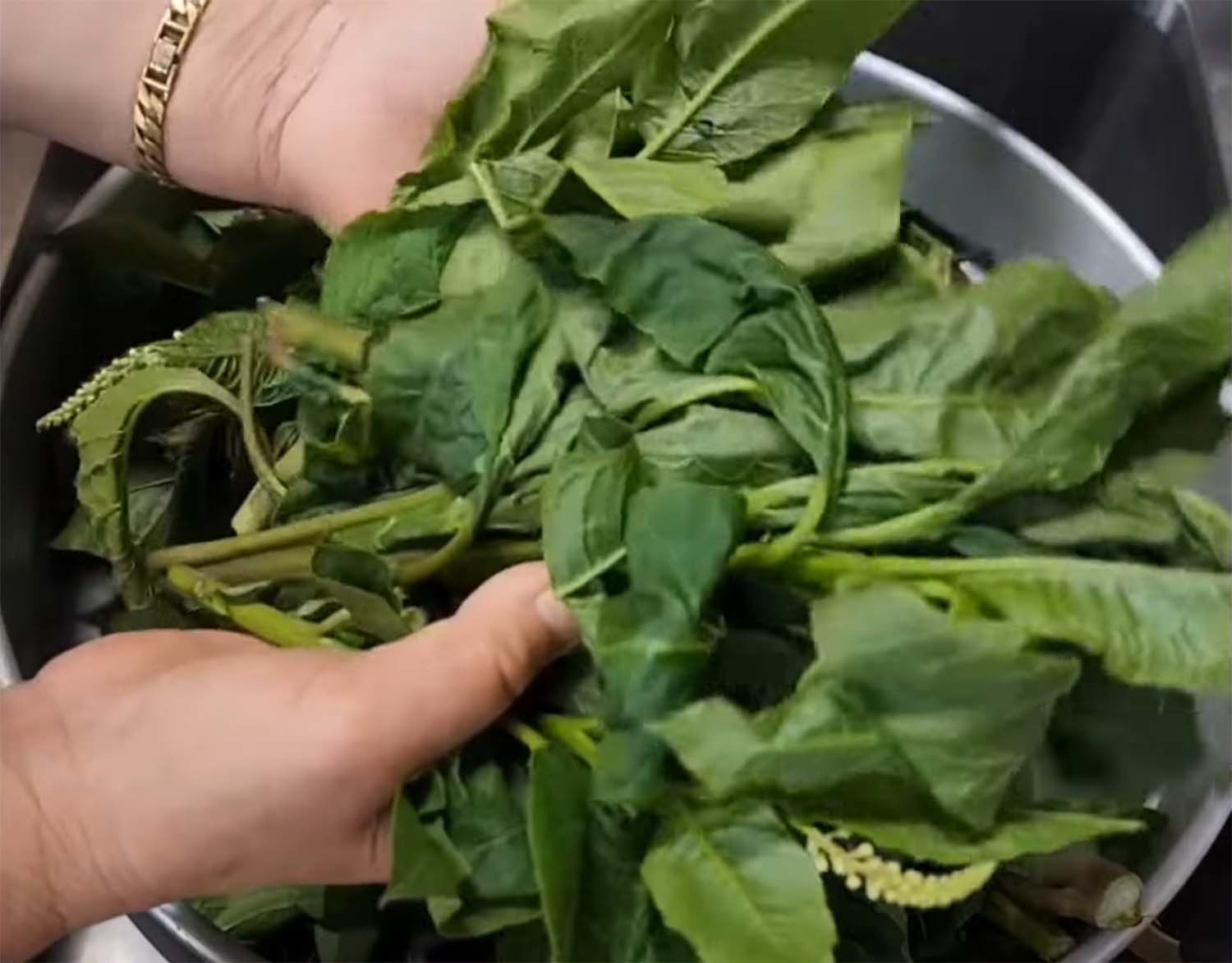 미국자리공 어린잎은 나물로 만들어 먹기도 한다. 독성 제거법이 까다로워 식재료로 추천되진 않는다. / '임억척이여사 (억척 임여사)' 유튜브 영상 캡처