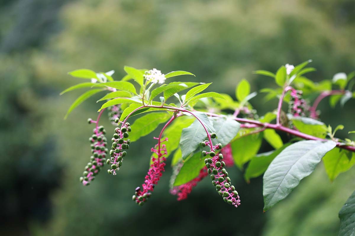 미국자리공 / 국립생물자원관 '한반도의 생물다양성'