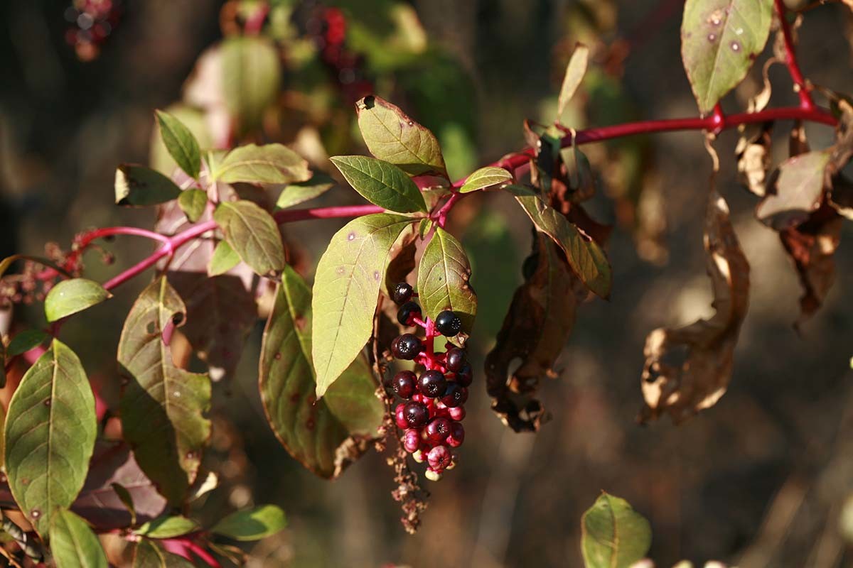 미국자리공 / 국립생물자원관 '한반도의 생물다양성'