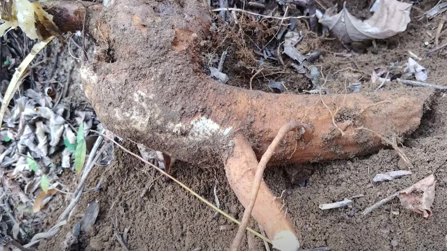 미국자리공 뿌리. 독성이 들어 있어 매우 위험하다. 자리공은 사약을 만들 때 쓰였다. / '청산별곡TV' 유튜브