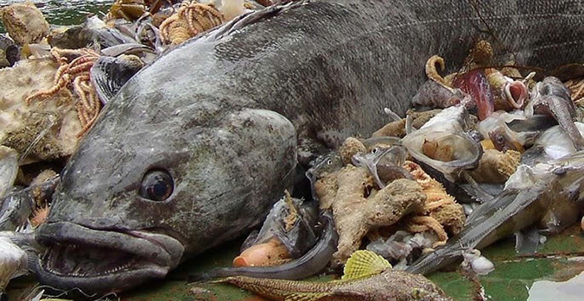 메로 / 'Wilson da Silva' 유튜브