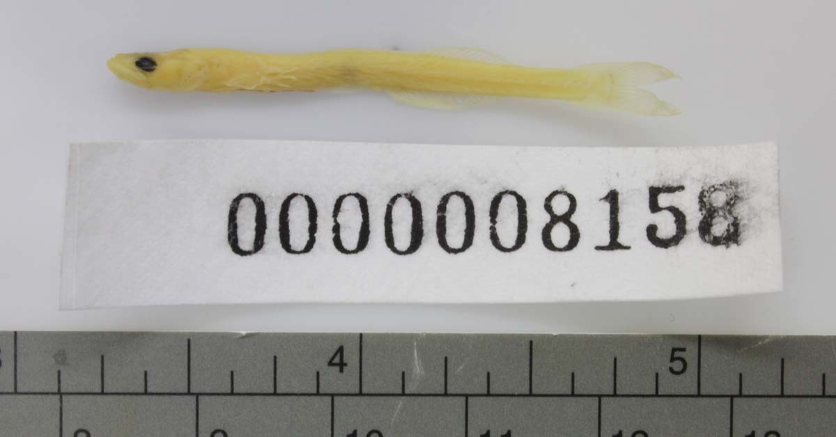 뱅어 / 국립생물자원관 '한반도의 생물다양성'