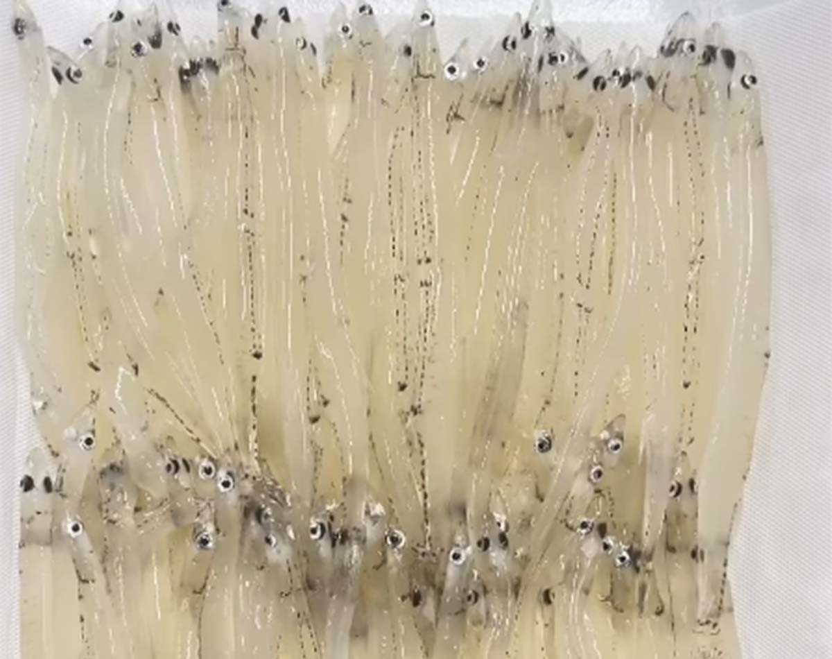 뱅어 / 'Yuko Uno' 유튜브