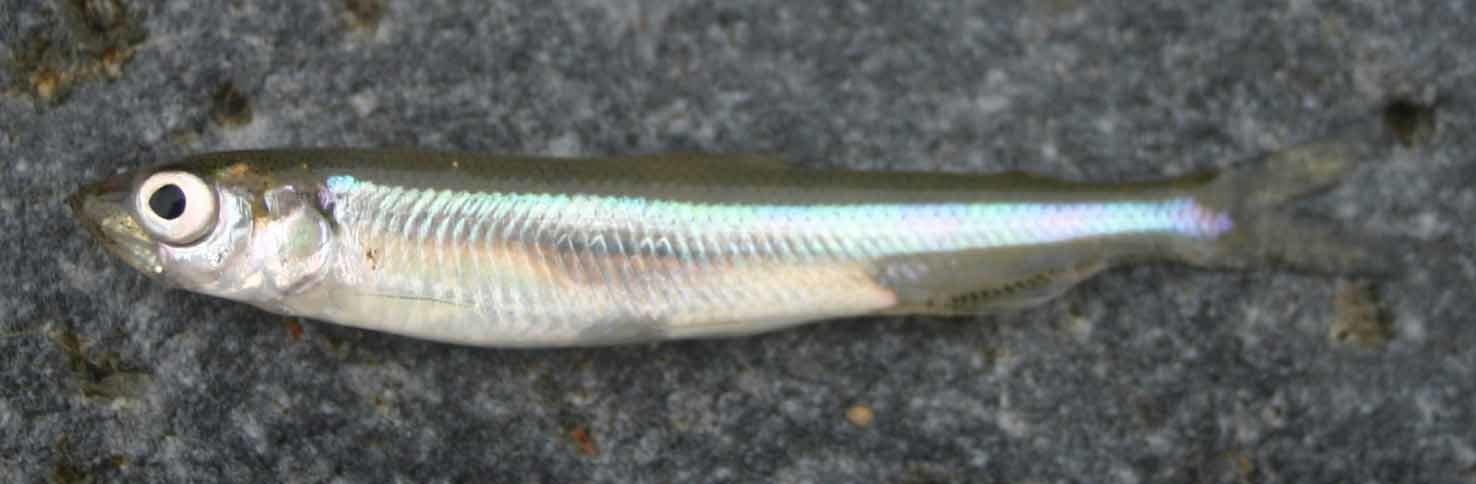 빙어 /    '한반도의 생물다양성'