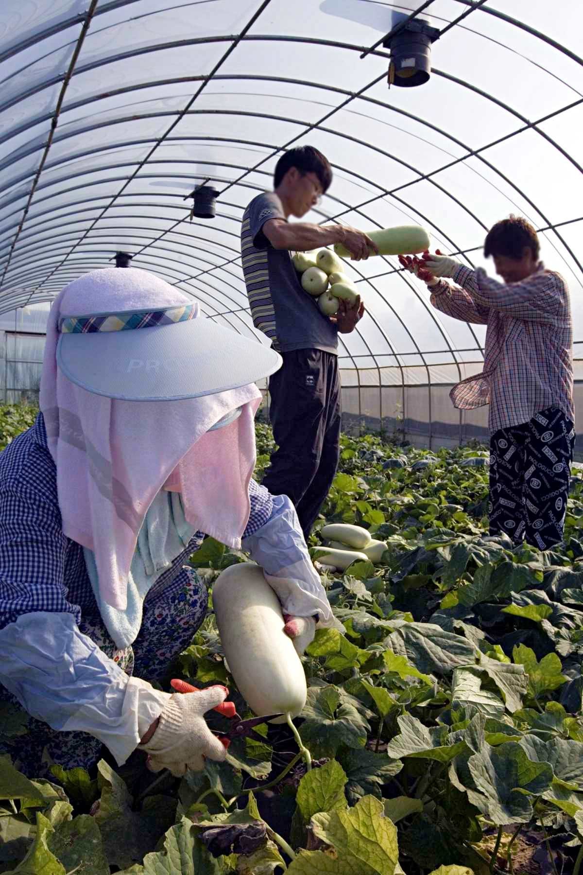 자료사진. 백제시대부터 임금님 밥상에 올랐던 고급 밑반찬, 울외. / 연합뉴스