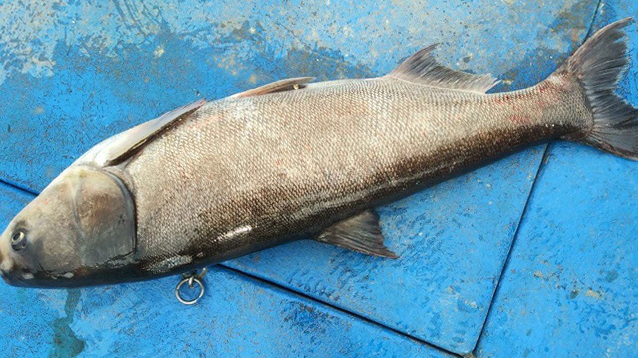 섬진강서 잡힌 1m 크기 백련어. / 연합뉴스