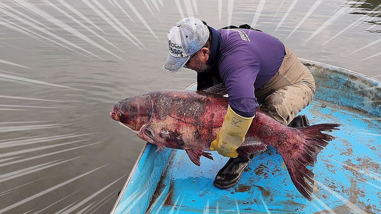 백련어. 그물에 다쳐 몸색이 변한 개체다. / TV생물도감 유튜브