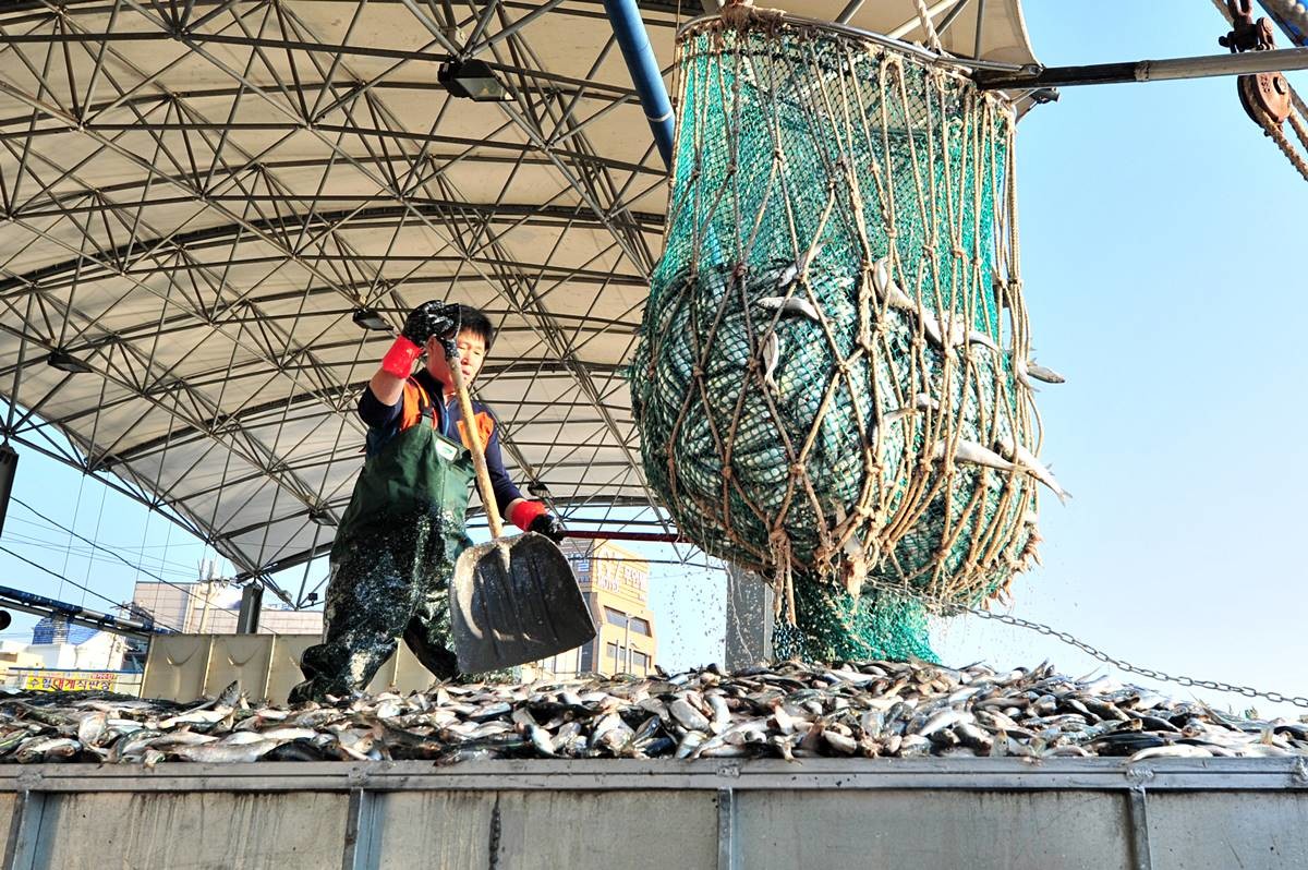 경북 포항시 죽도어시장 수협위판장에 최근 제철을 맞은 청어로 넘쳐나고 있다 / 뉴스1
