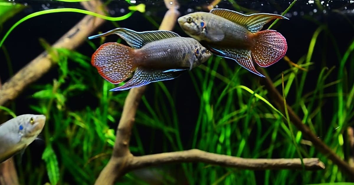 유튜브 '백그라운드TV'