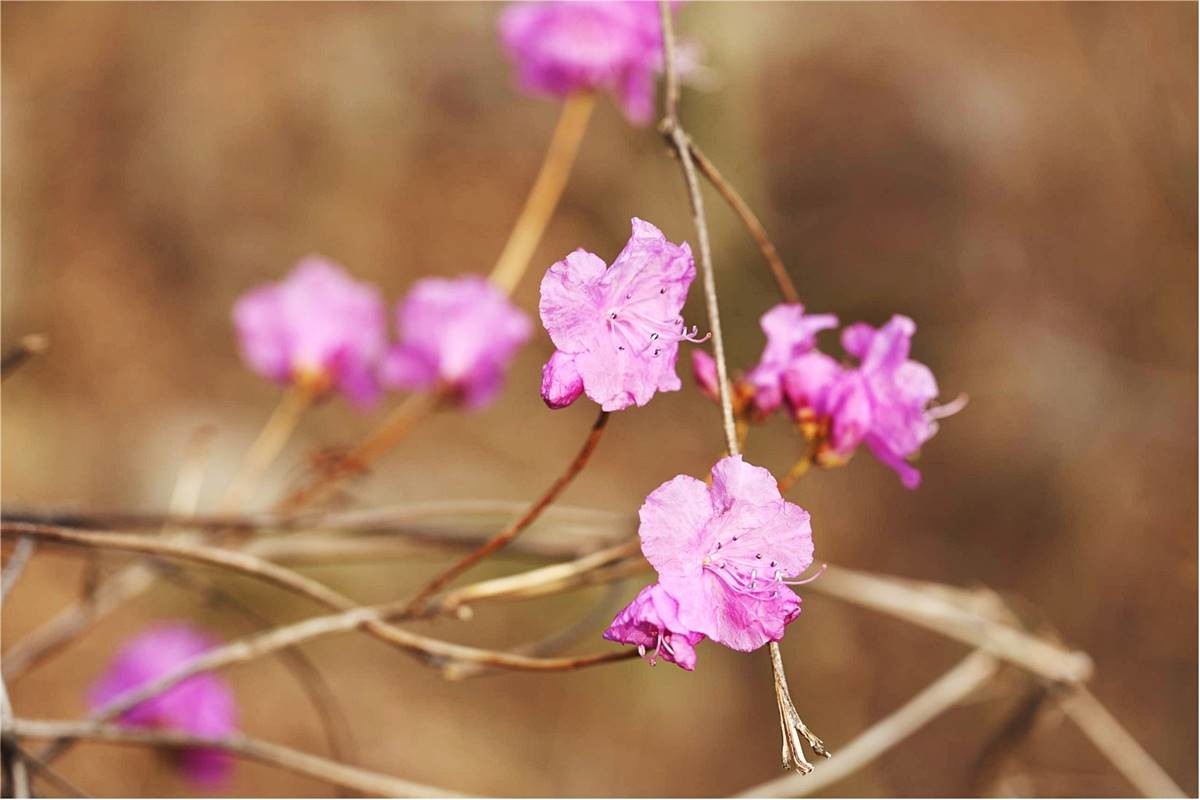 팔공산 국립공원에 핀 진달래꽃 / 뉴스1