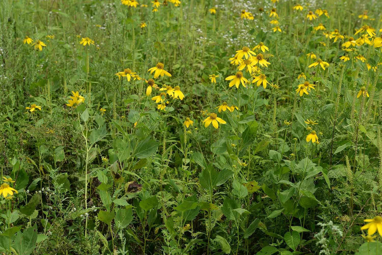 삼잎국화 / 국립생물자원관 '한반도의 생물다양성'