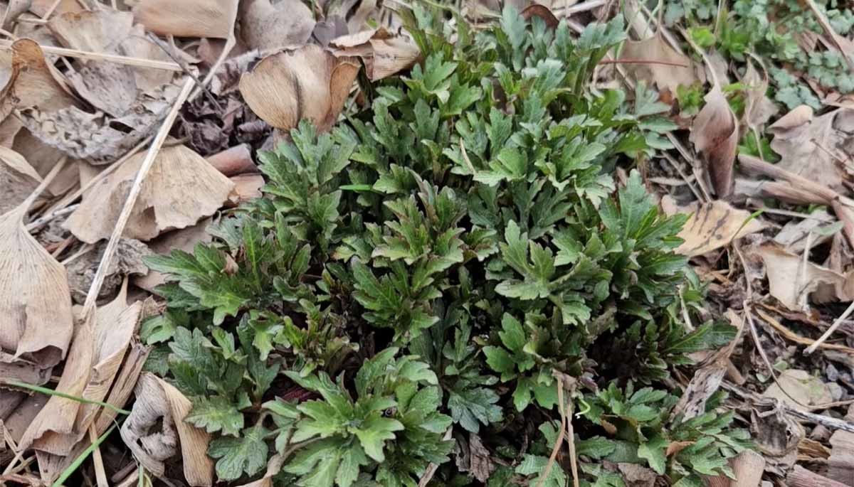 삼잎국화의 어린잎. 자연산이다. / '텃밭친구' 유튜브 영상 캡처