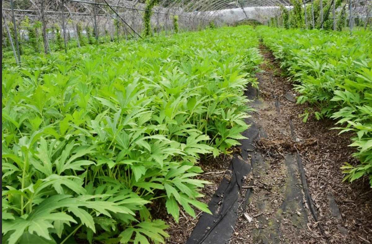 나물용 삼잎국화 / 농촌진흥청 블로그